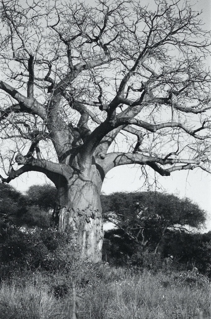 THAC Baobab Initiatives