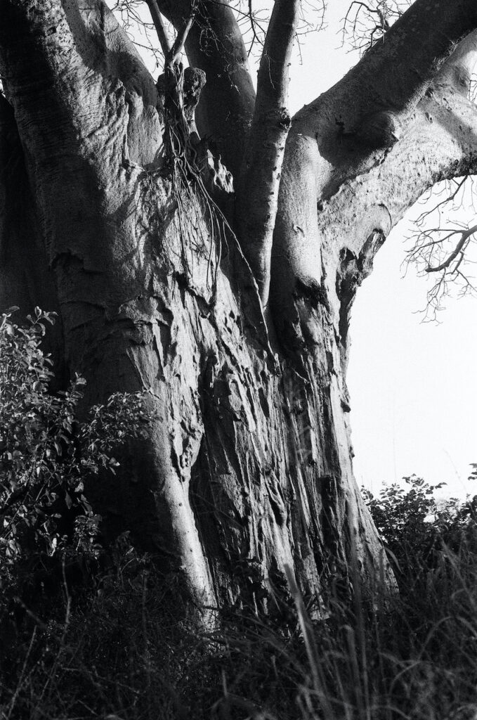 THAC - Baobab Trunk - Structure