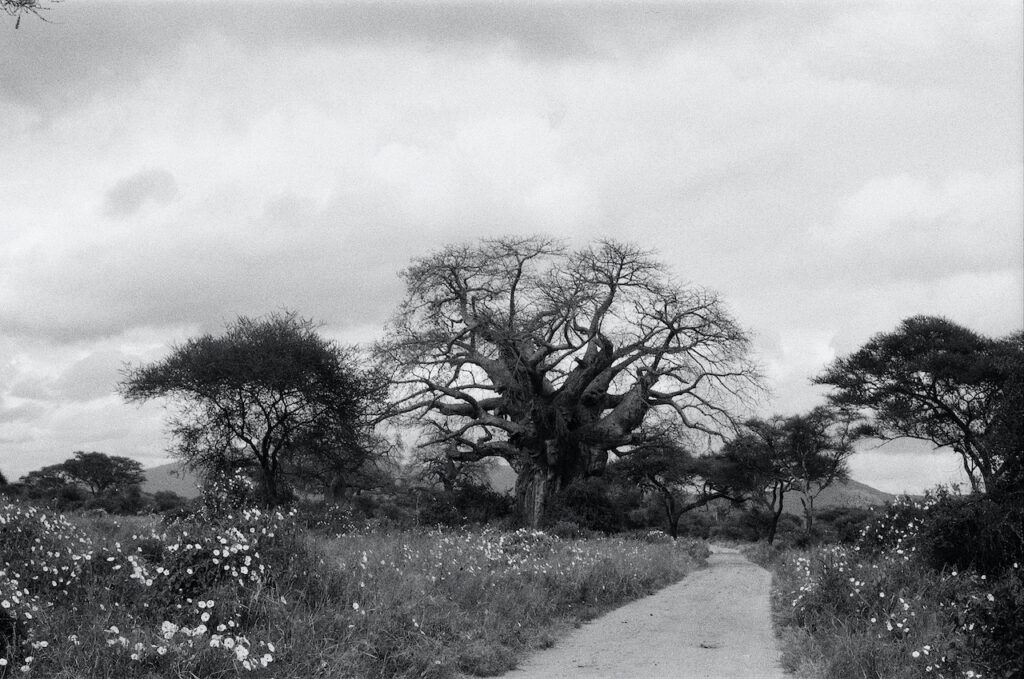 THAC Baobab - towards Healthy Prosperity